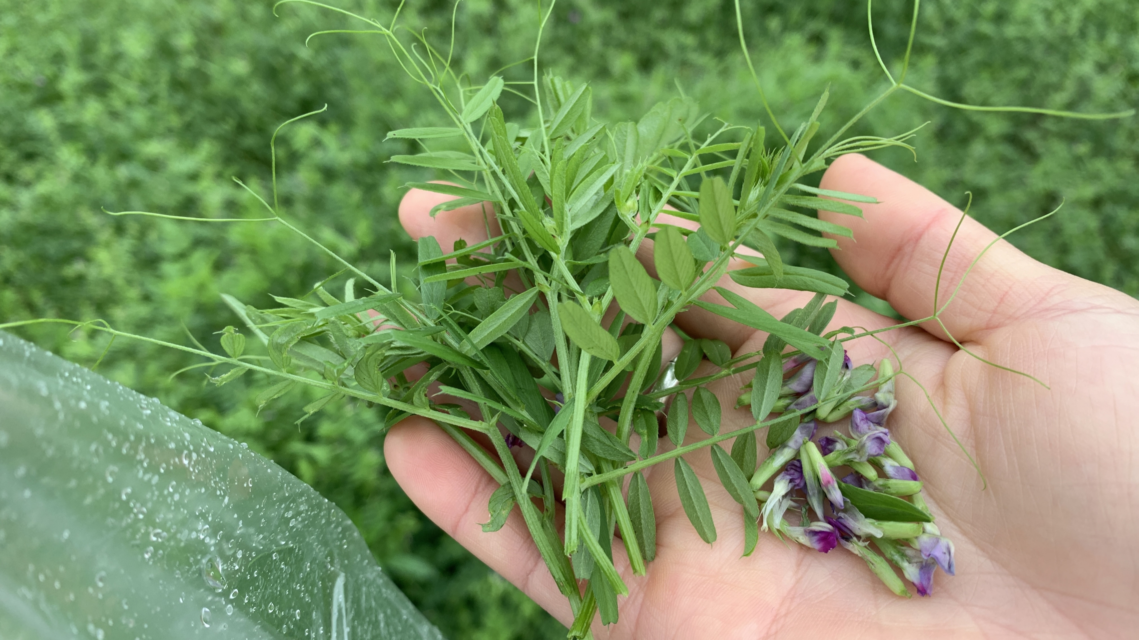 小时候当口哨的"野豌豆",掐嫩尖(不要花)裹上面粉蒸来吃,好香哦!