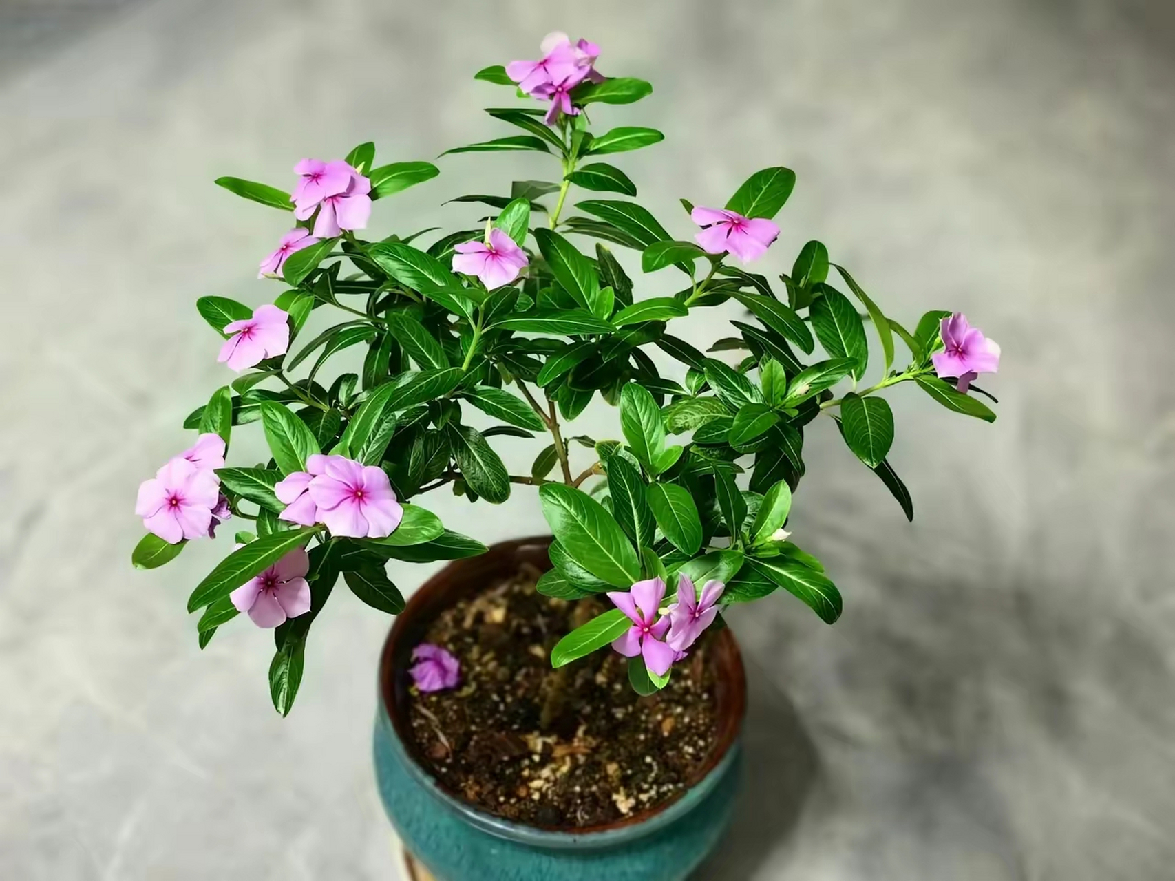 长春花在广东南部一年四季都能开花.茎叶有毒性虫子不爱吃.