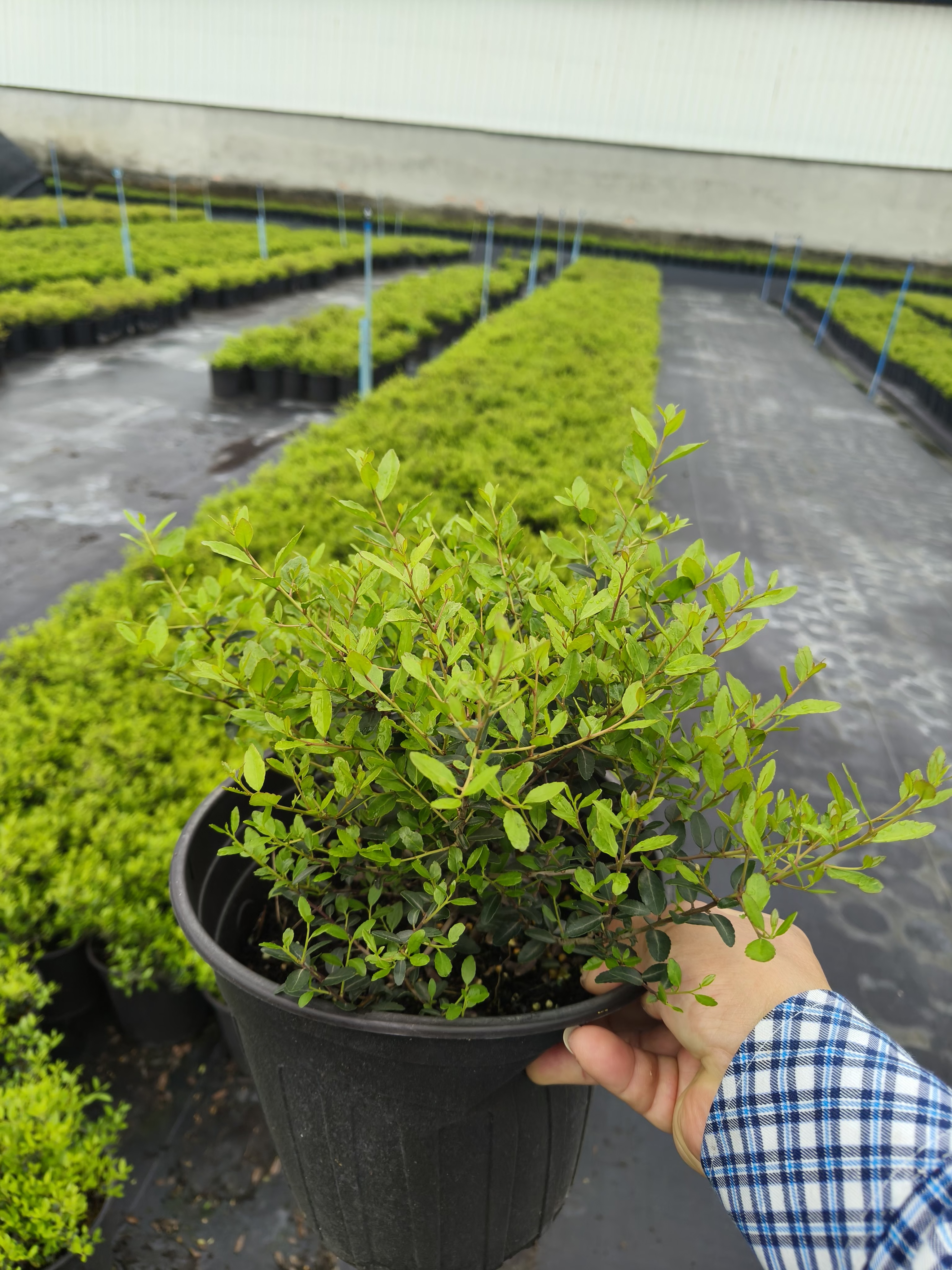 冬青先令的养护与观赏价值