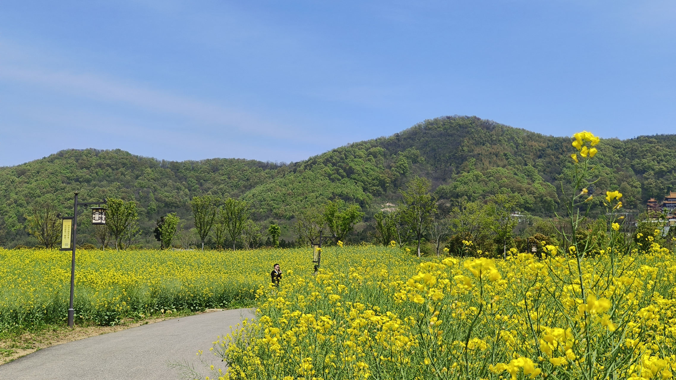 南京溧水"东庐山观音寺"油菜花海,带来春天的气息[加油啊]#一年赏花时