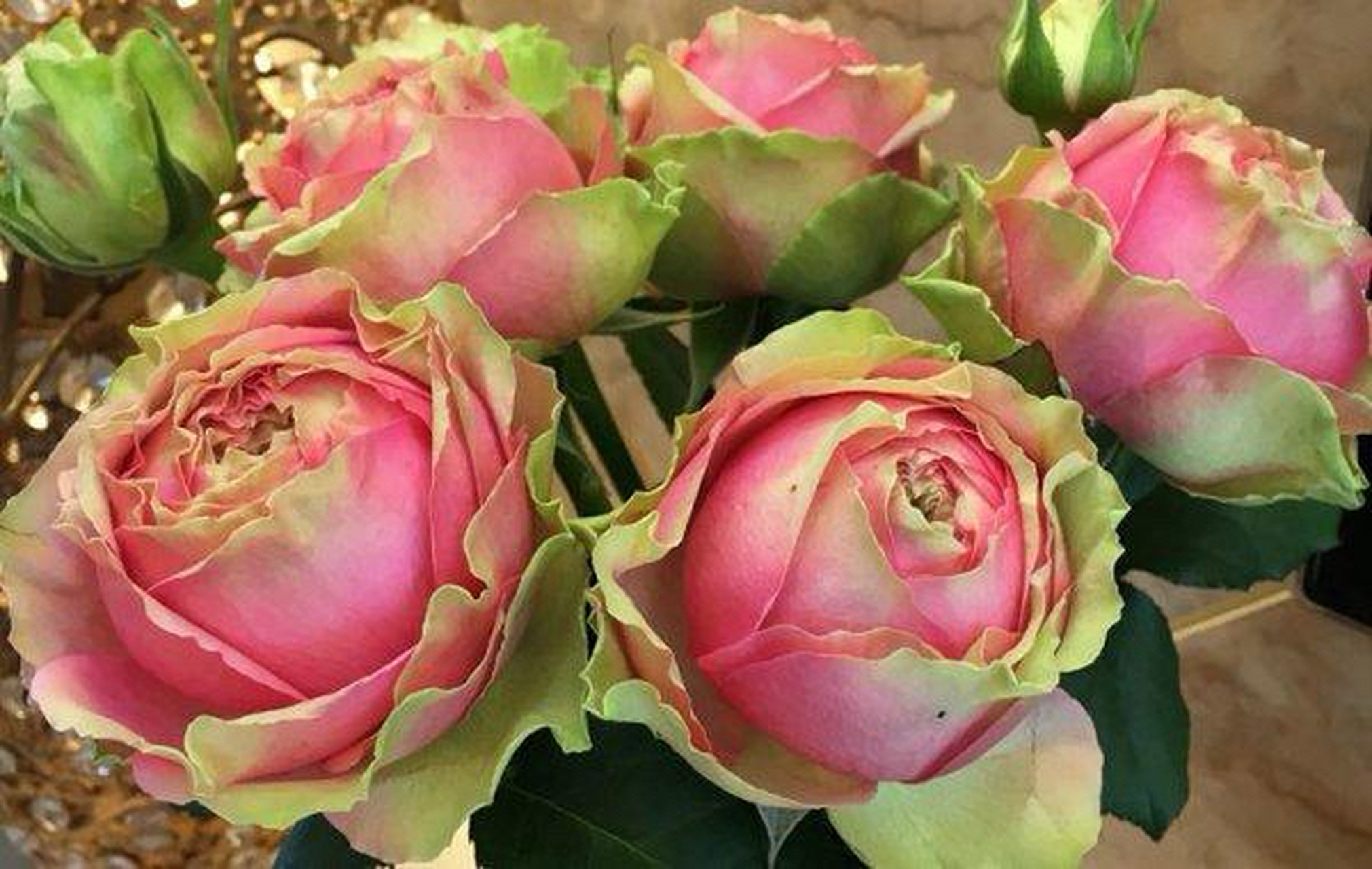 火龙果月季是一种花色独特的月季品种.  它的特点包括:  1.