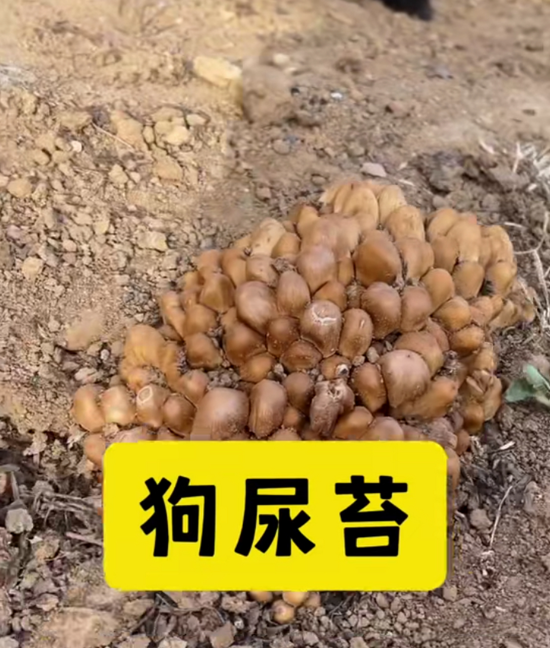 这种树根下长出来的蘑菇,我们当地俗称"狗尿台",也叫"鬼打伞",没老变