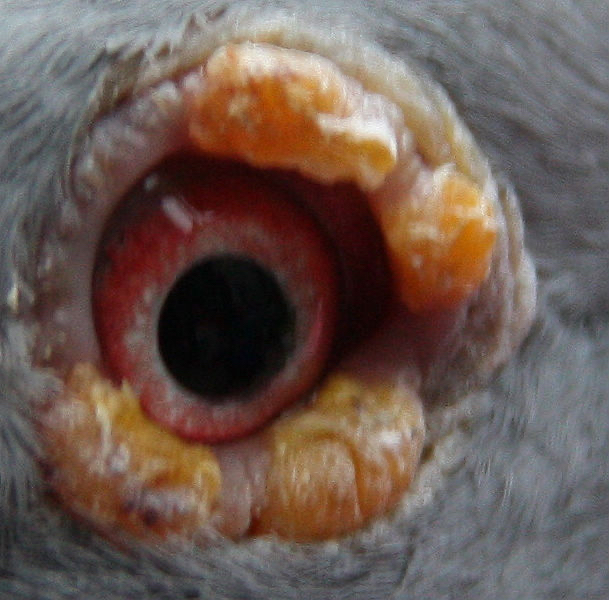 此疾病广布在全世界而且有规律发生.幼鸽是它的主要受害者.