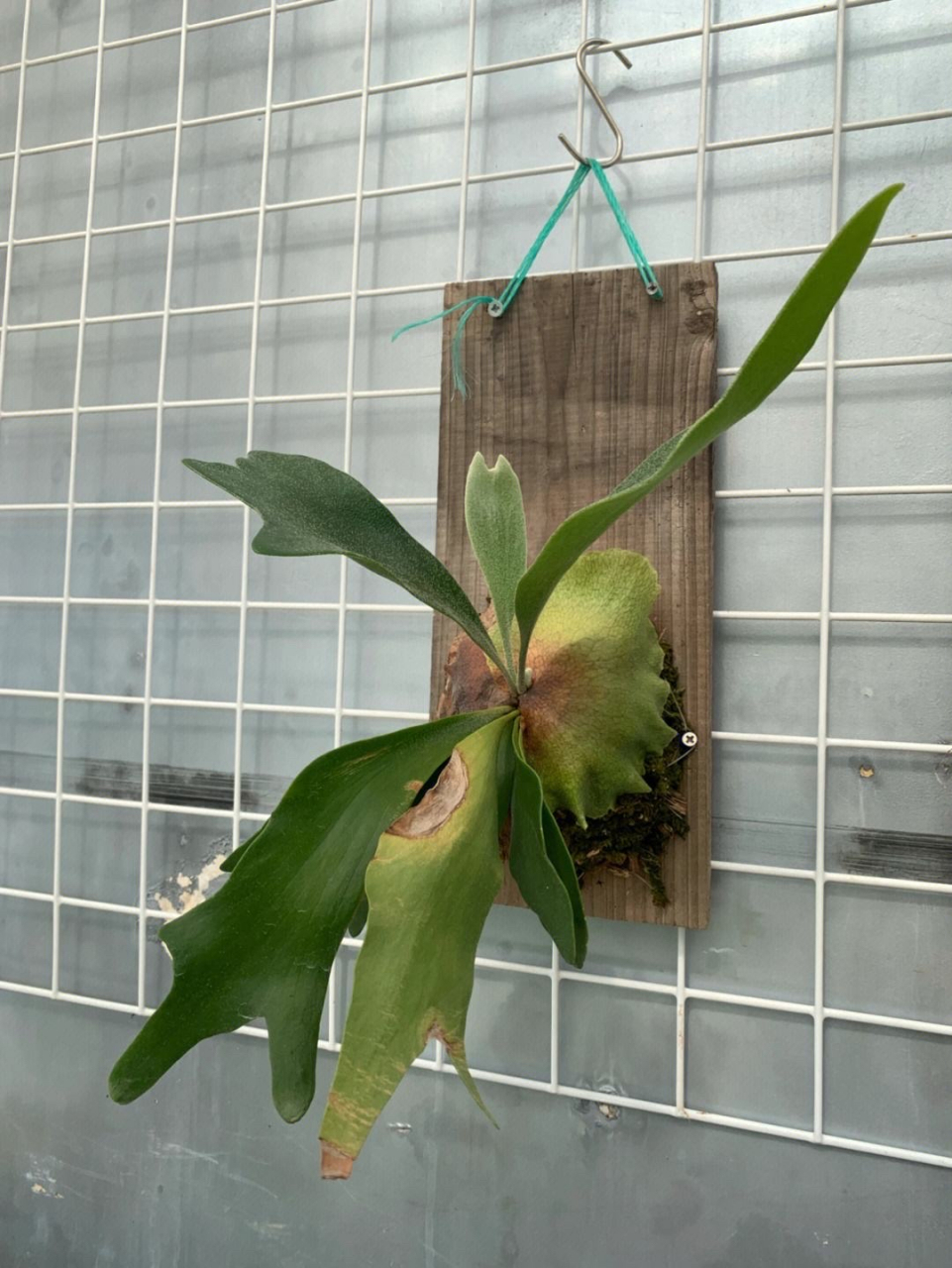 温度和湿度:保持适宜的温度和较高的空气湿度.