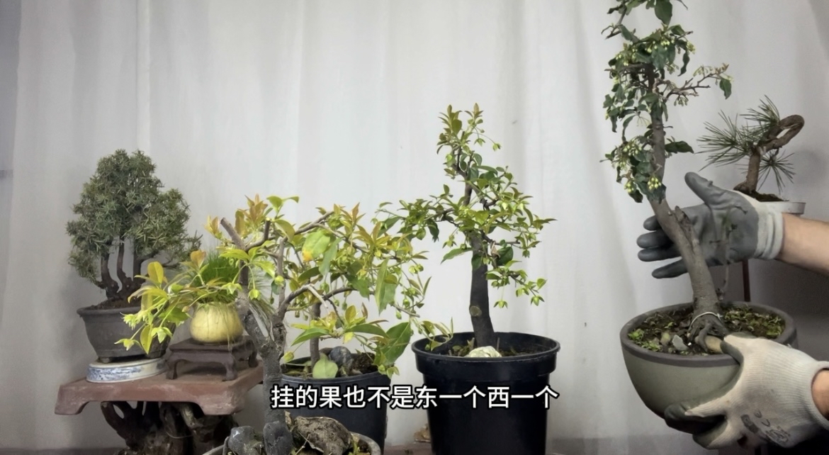 金弹子盆景精品图片欣赏