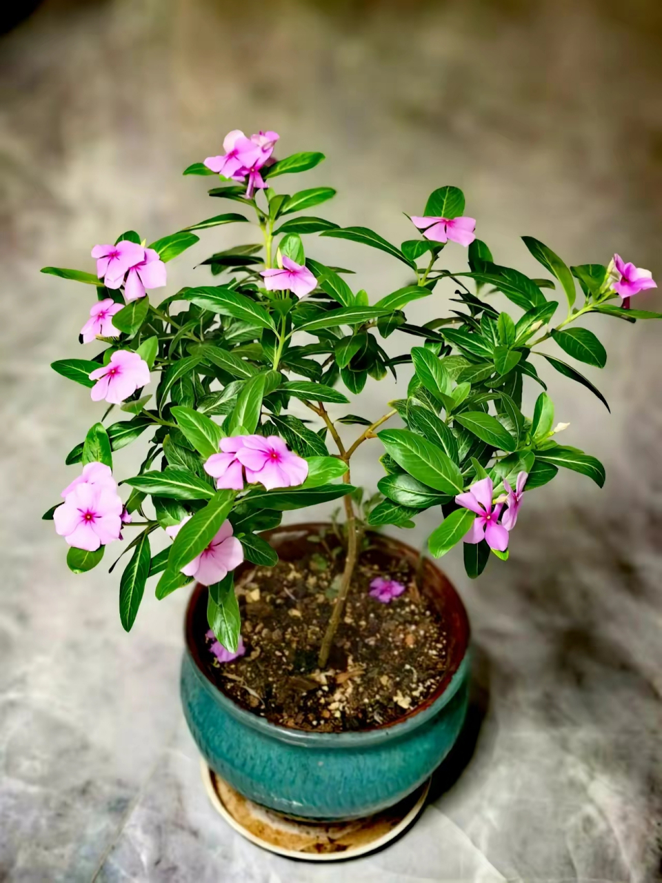 广东常见的草本花卉长春花,多年生后可以长成木本植物