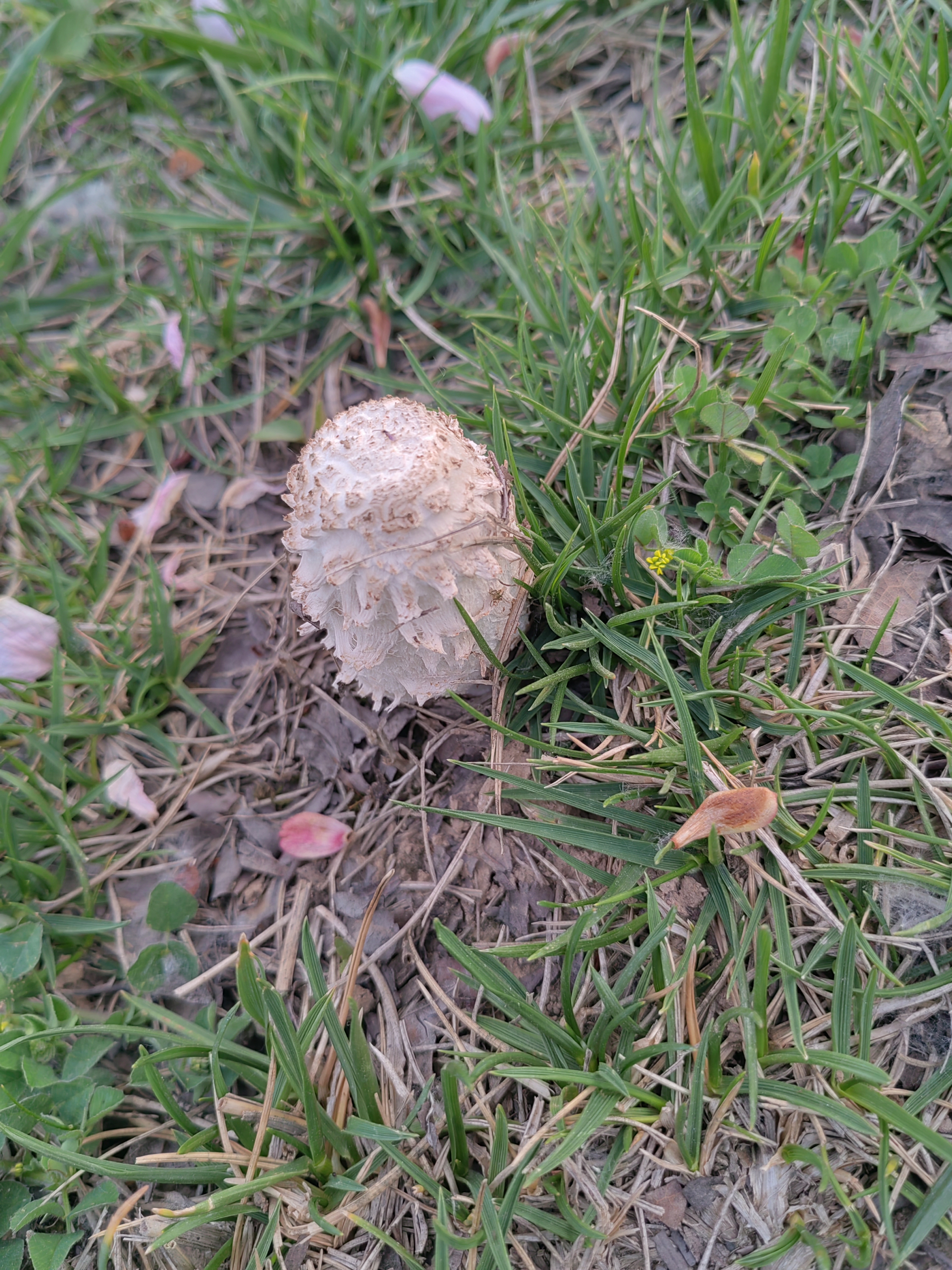 在家附近的河边散步,看到了一株毛头鬼伞,这种菌类还是不常见.