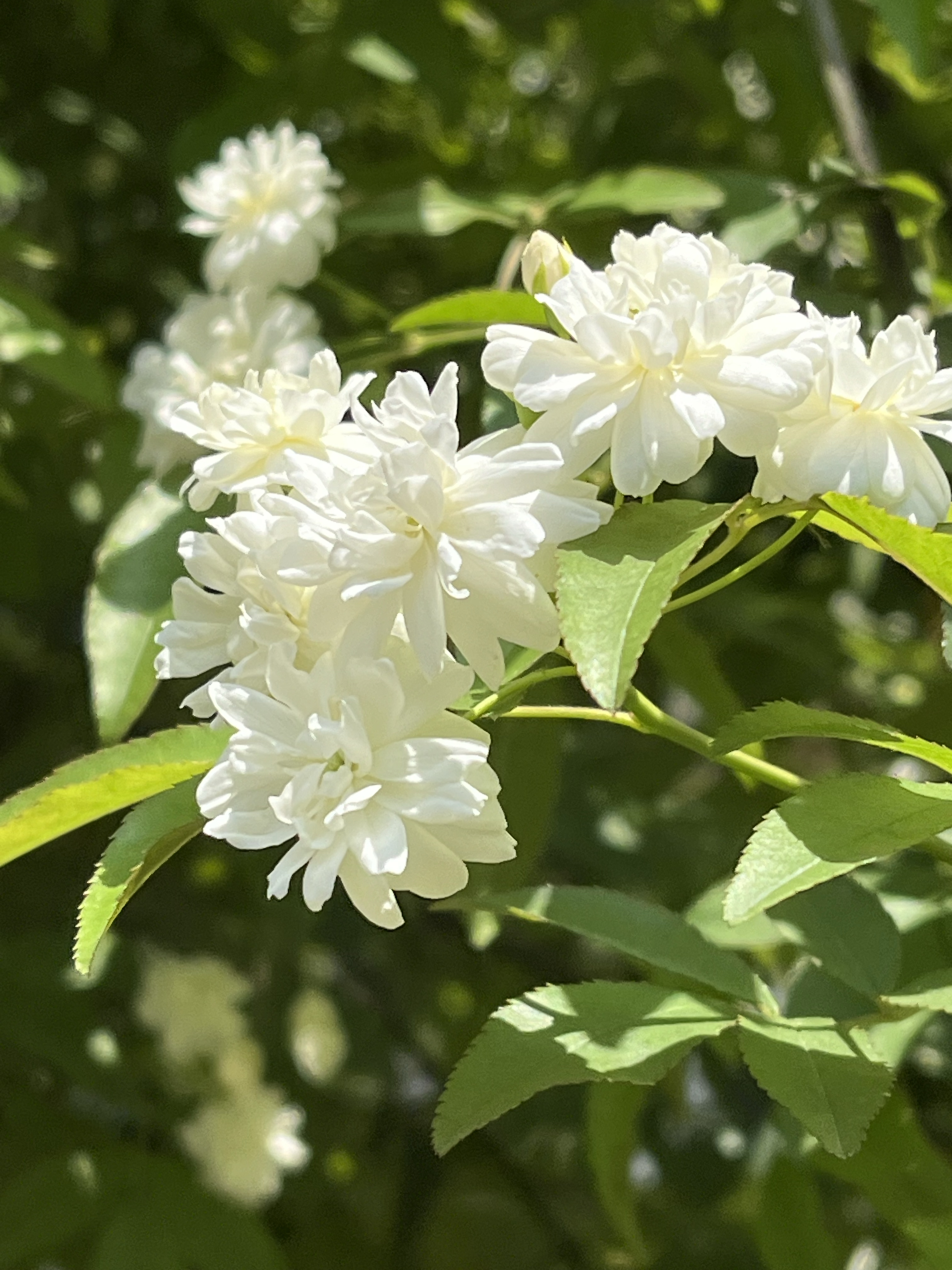 七里香长什么样图片