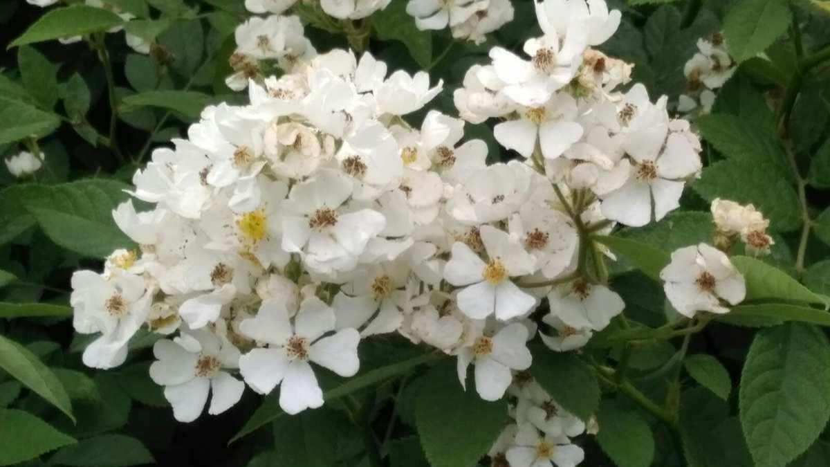 野生木本植物-白玉堂简介