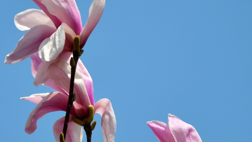 野生木本植物-白玉堂简介