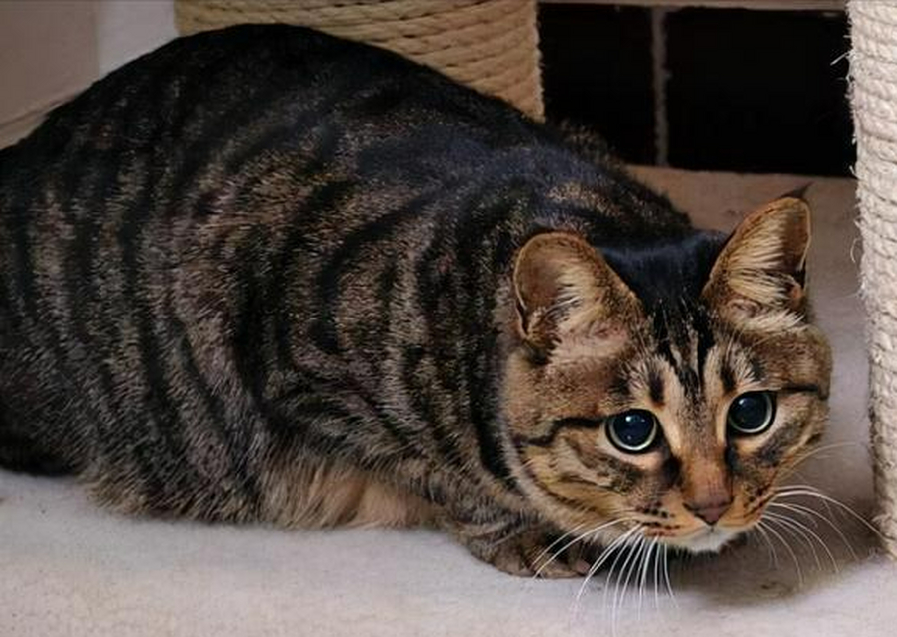 狸花猫的黑爪子并非纯种的唯一标准,它的花纹中藏有最稀有的蝴蝶纹!