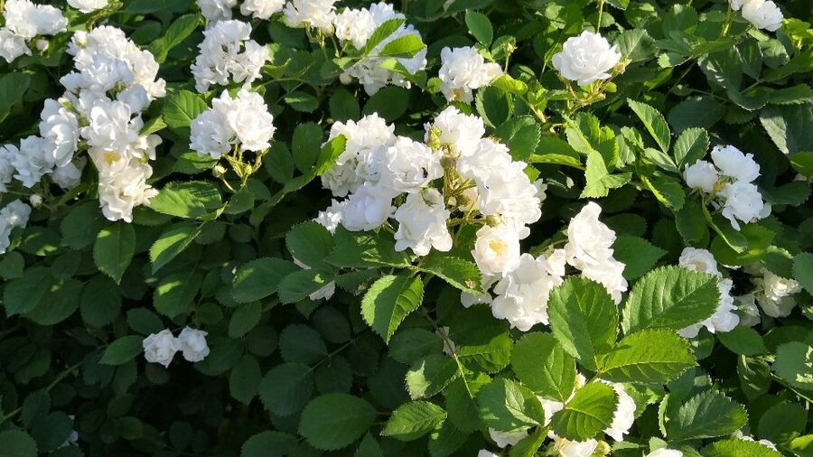 野生木本植物-白玉堂简介