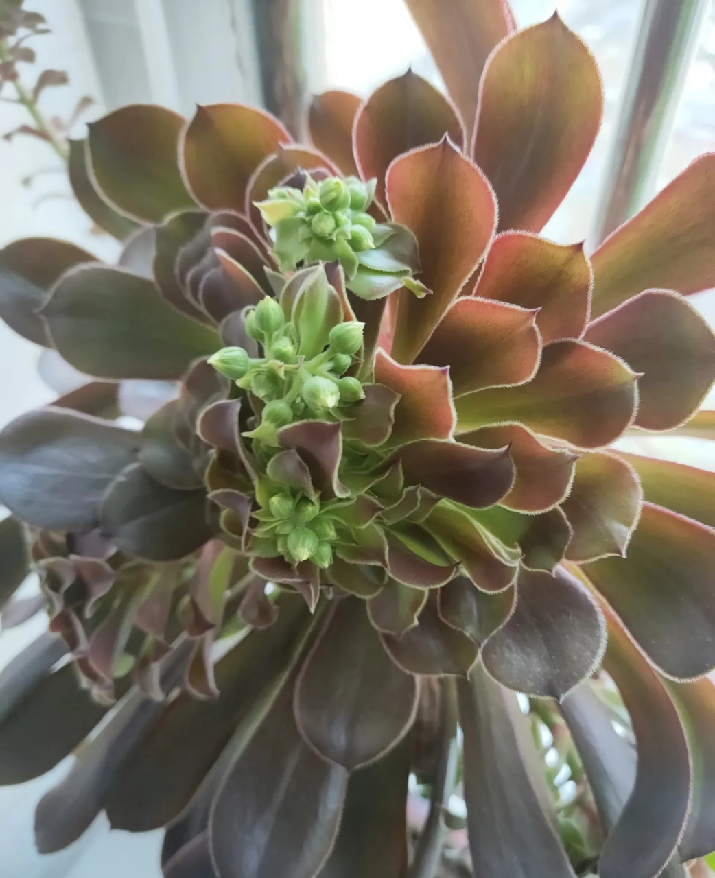 我家养了几年的多肉植物,其中有一盆名叫黑法师的多肉,在我去阳台浇水