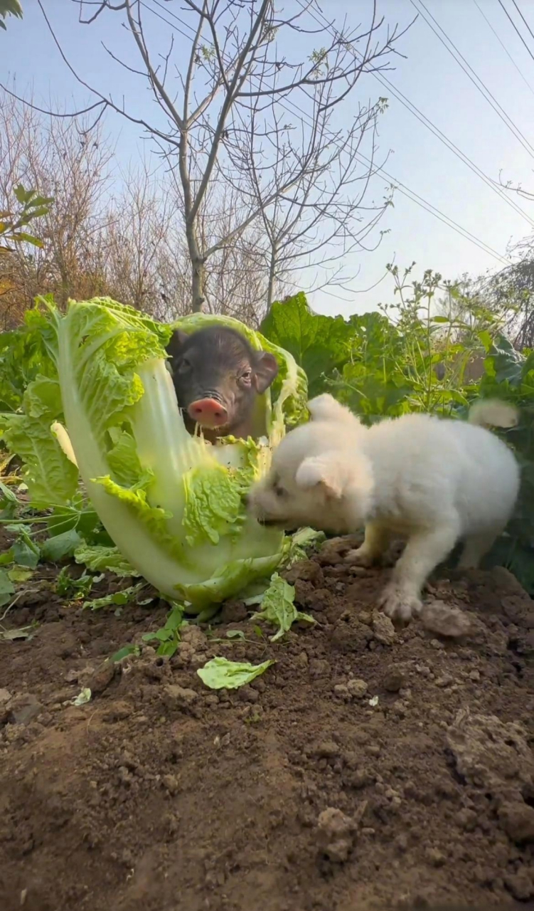 猪拱白菜现实图片