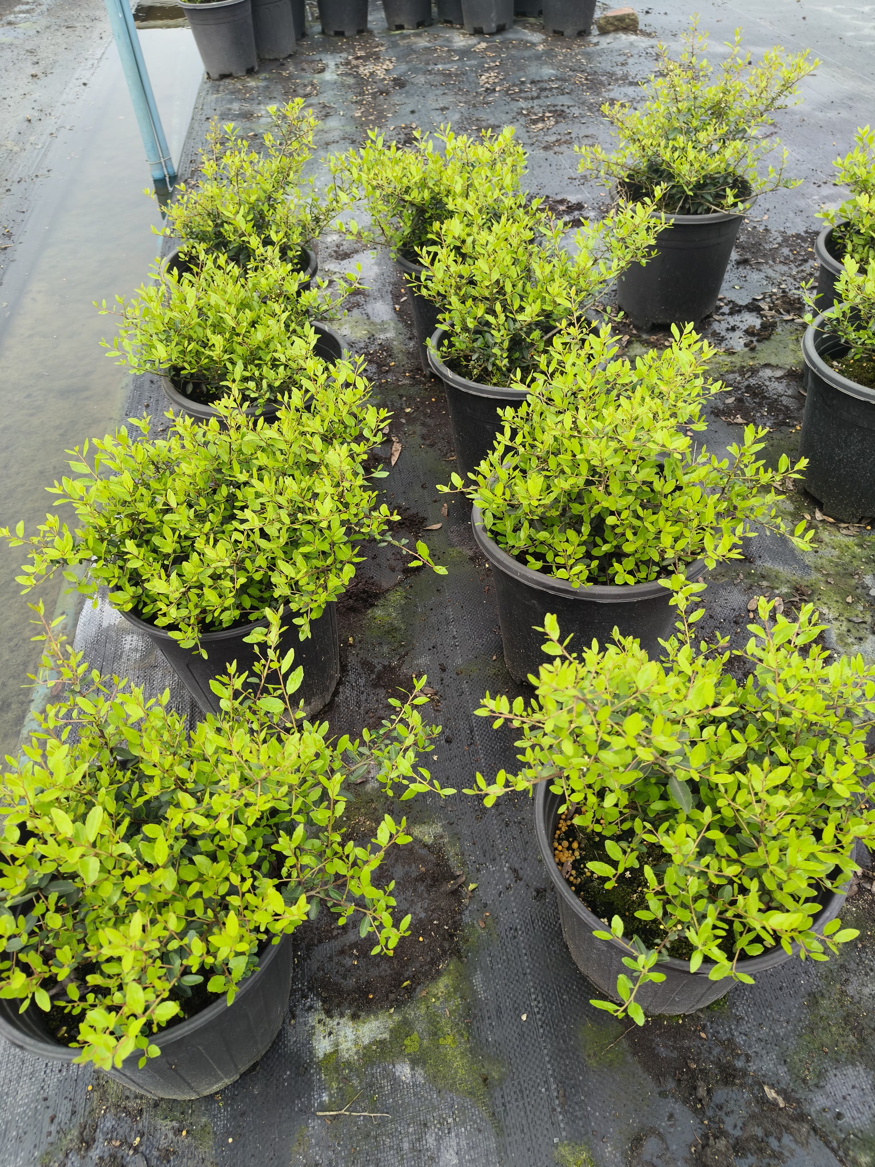 冬青先令的养护与观赏价值