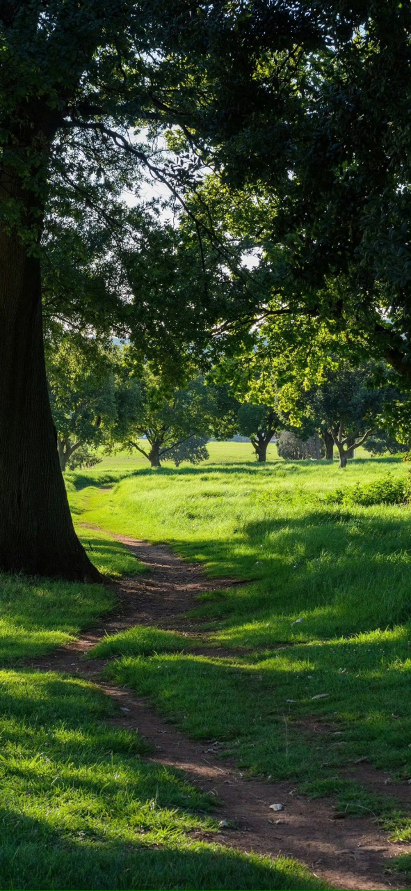 绿色系护眼壁纸 676767 #手机壁纸# #春日壁纸# #壁纸