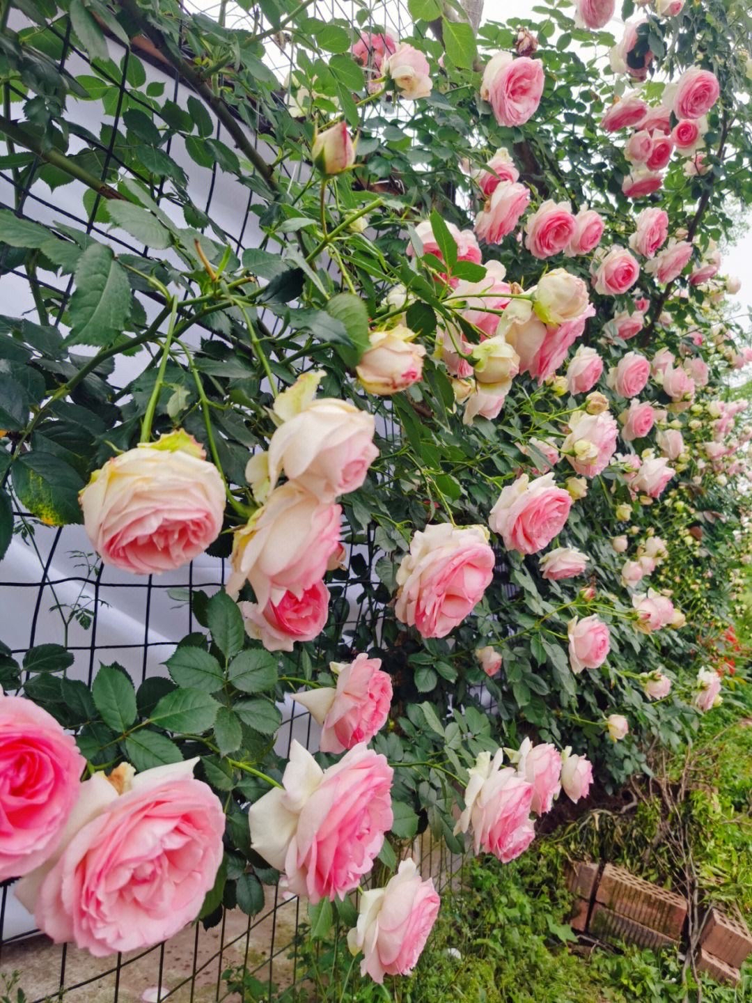 龙沙宝石是一种非常受欢迎的月季品种,具有以下特点: