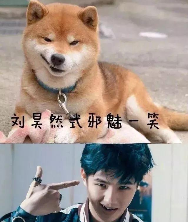 柴犬刘昊然图片