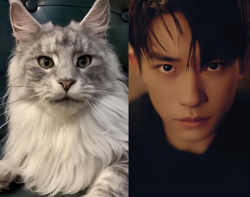 三,易烊千玺——可爱猫到霸气猫