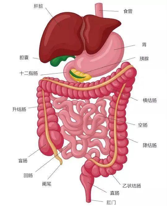 肠道结构图高清图片