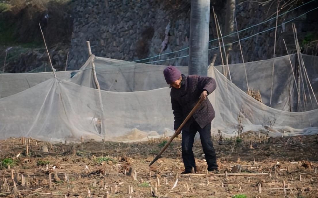 她被奶奶养大结婚三天后回到老家奶奶不是说好了吗