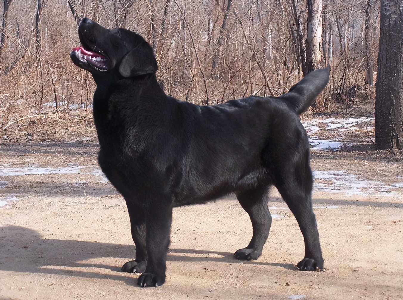 拉拉的尾巴有什么作用?原来不止是表达情感