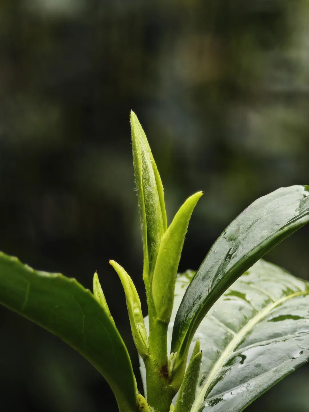 甲辰以茶之名皖南幽兰小坑兰香
