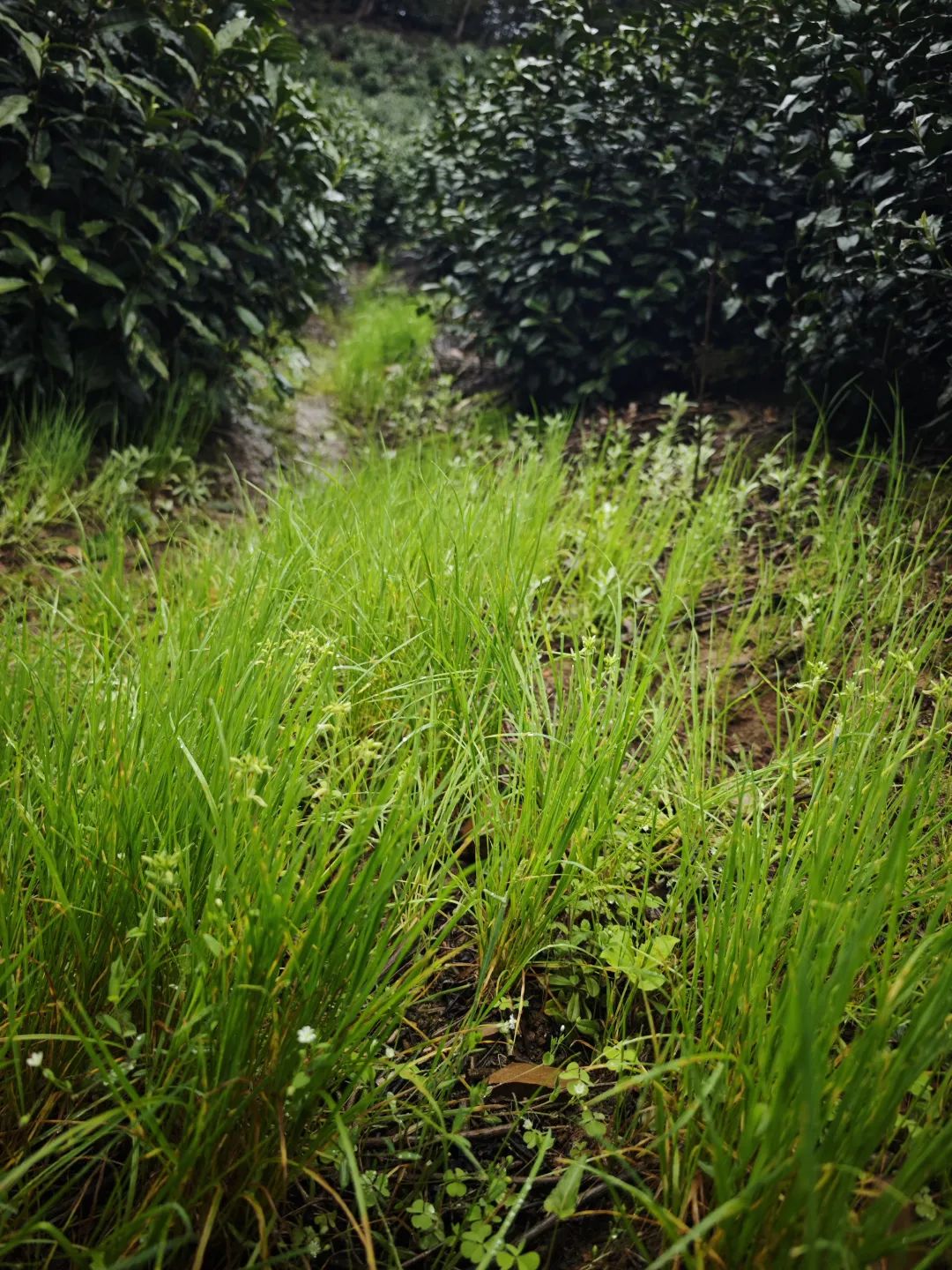 甲辰以茶之名皖南幽兰小坑兰香