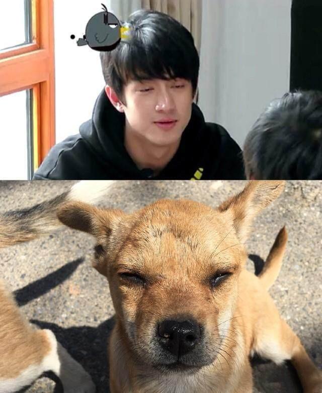 同样撞脸二哈的,还有我们的林狗林更新.