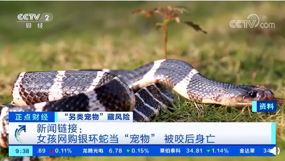 回顾陕西女孩养蛇当宠物不慎被咬伤抢救时却不说是什么蛇