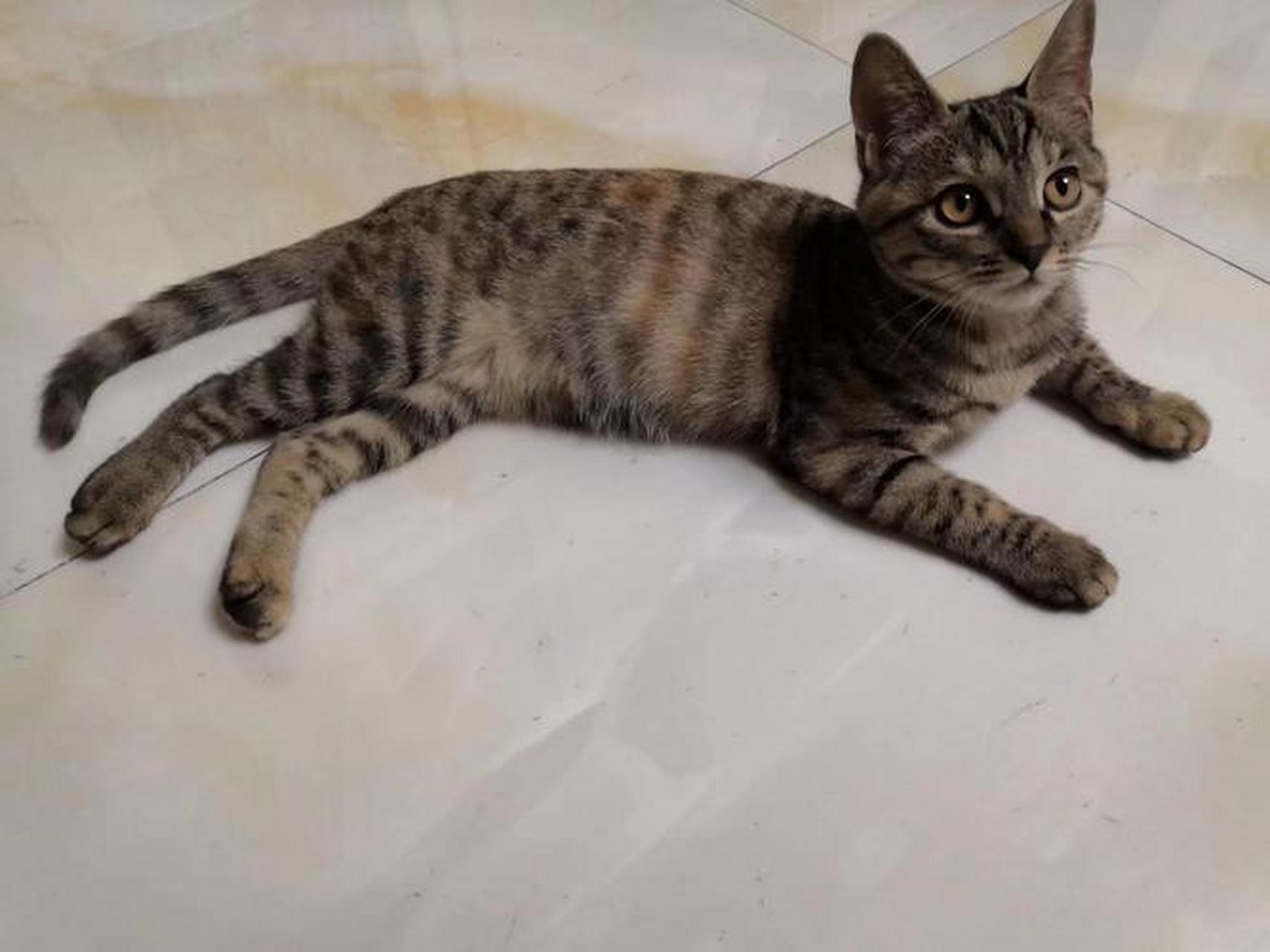 狸花猫的黑爪子并非纯种的唯一标准,它的花纹中藏有最稀有的蝴蝶纹!