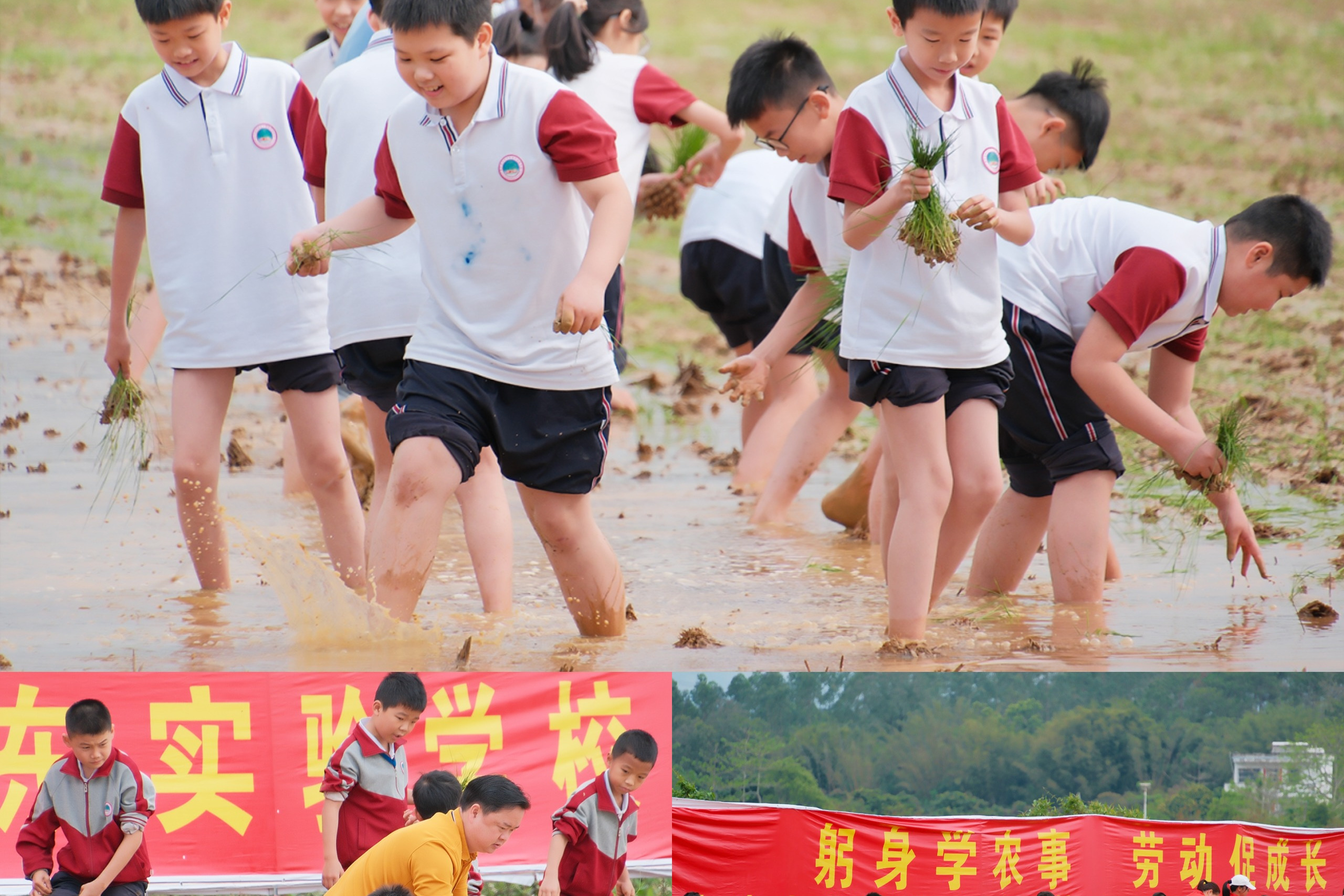 四年级师生到博罗县稻阡陌农业种植合作社开展春耕劳动