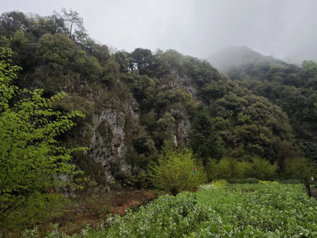 甲辰以茶之名皖南幽兰小坑兰香