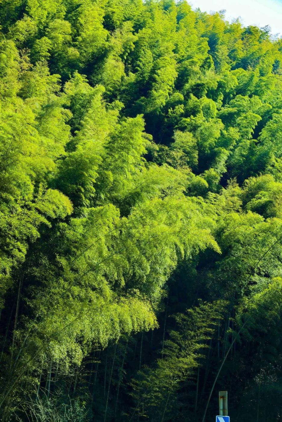 春游江淮请您来|快看,在广德春天还可以这样玩!