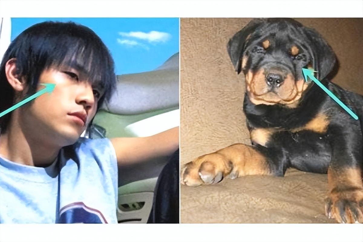 9,周杰伦-罗威纳犬