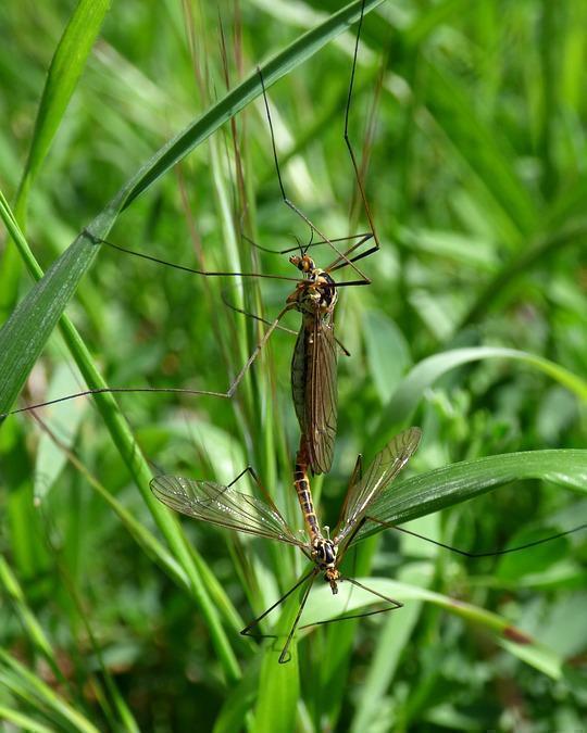 九成人不知蚊子的天敌是啥教你1个土法子彻夜开窗也不怕