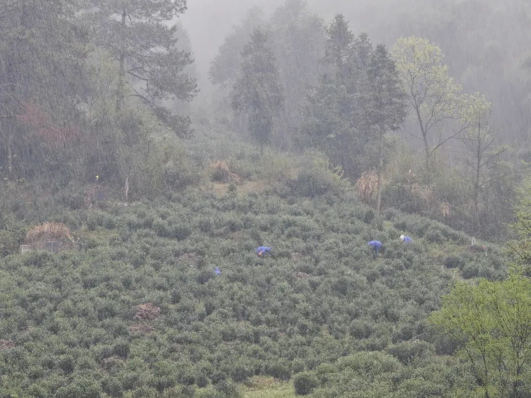 甲辰以茶之名皖南幽兰小坑兰香