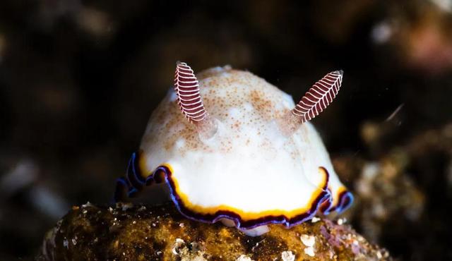 回顾:为了繁殖,可以互换角色的海蛞蝓,交配器官是一次性的?
