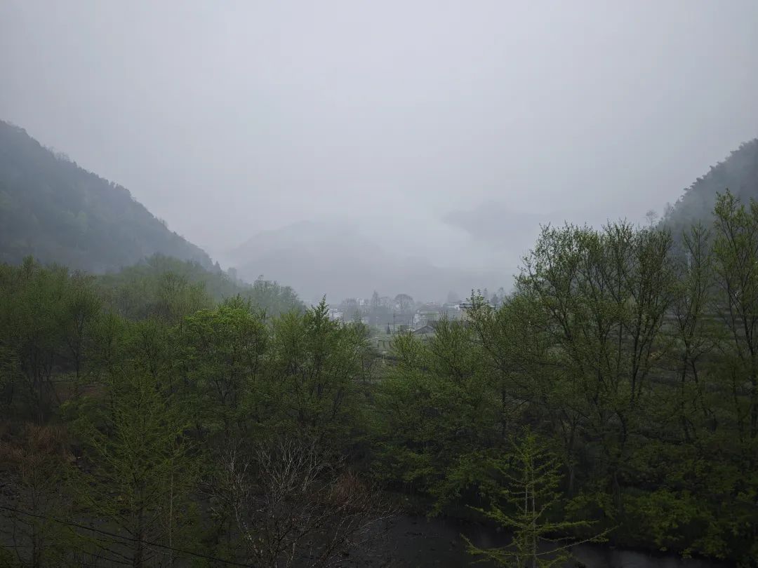 甲辰以茶之名皖南幽兰小坑兰香