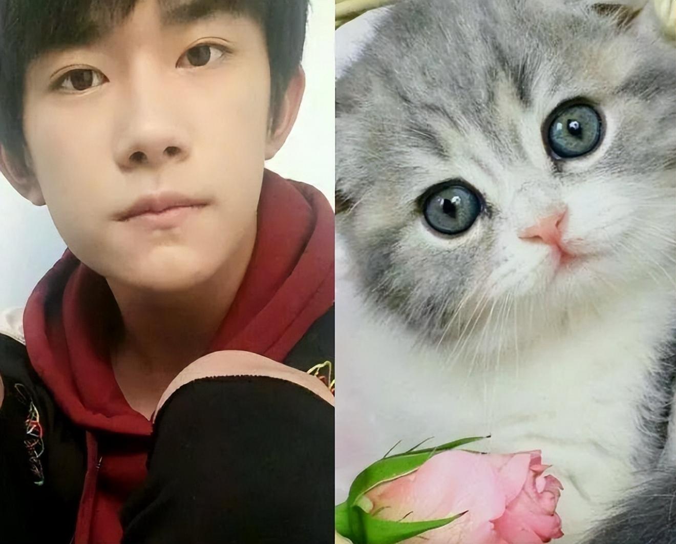 8位像动物的明星王一博肖战还能忍看到易烊千玺简直是神似