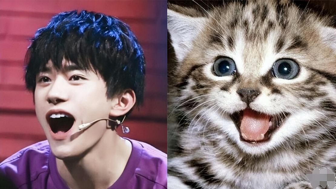 回顾撞脸动物的明星王一博还能忍看到易烊千玺简直是神似