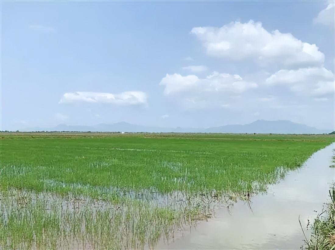 沙漠海水稻图片