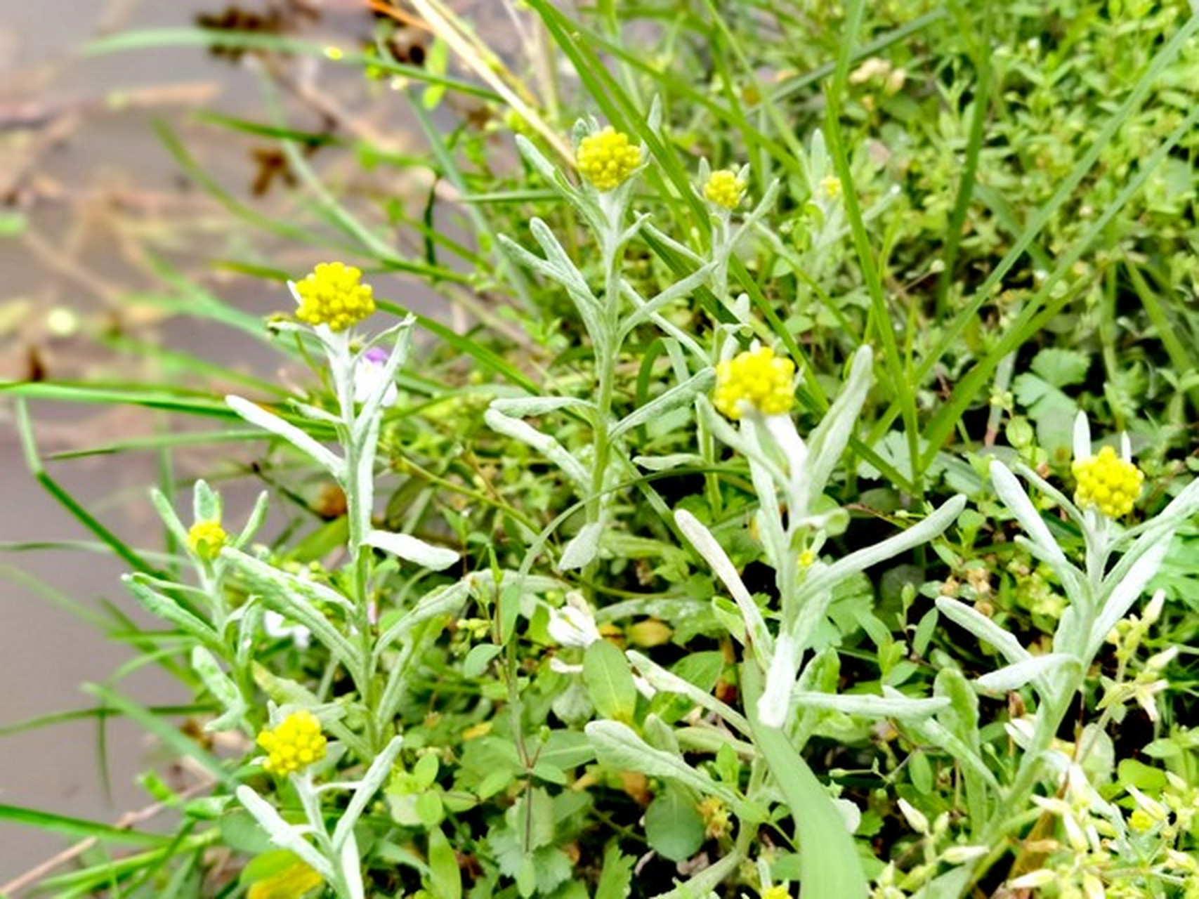 具有止咳化痰,平喘等药用价值,还能作为美味营养野菜