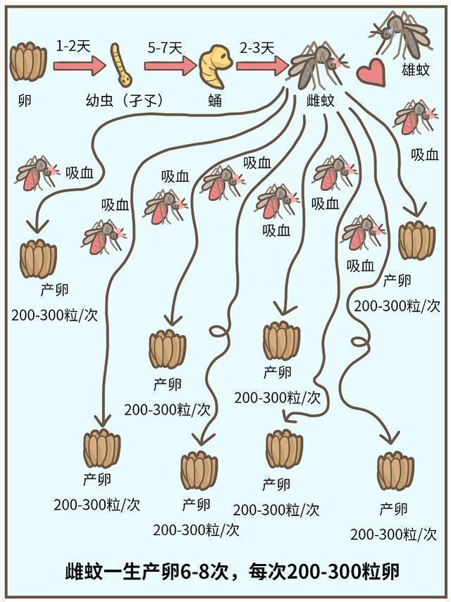 九成人不知蚊子的天敌是啥教你1个土法子彻夜开窗也不怕