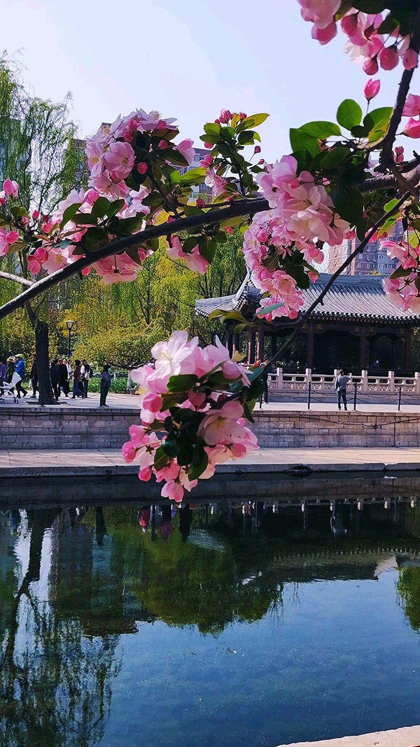 太美了,北京第24届元大都海棠花溪节,繁花似锦,最美海棠花
