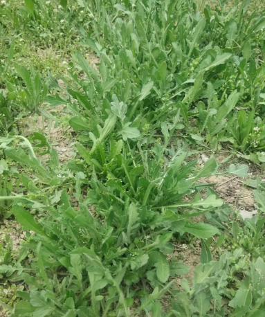 这里有一片蒲公英的幼苗,已经开花了,还能吃吗? 先挖回去再说