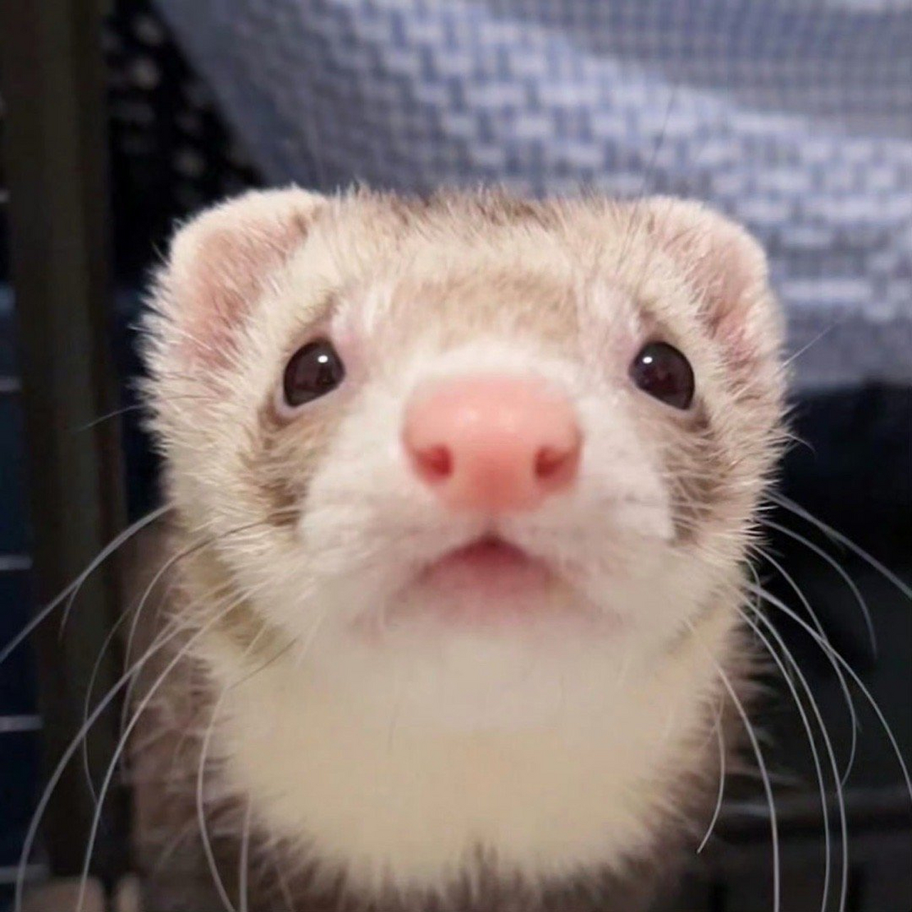 女子发现宠物貂已在洗衣机内被家政阿姨洗了15分钟,救出后便开始吐血.