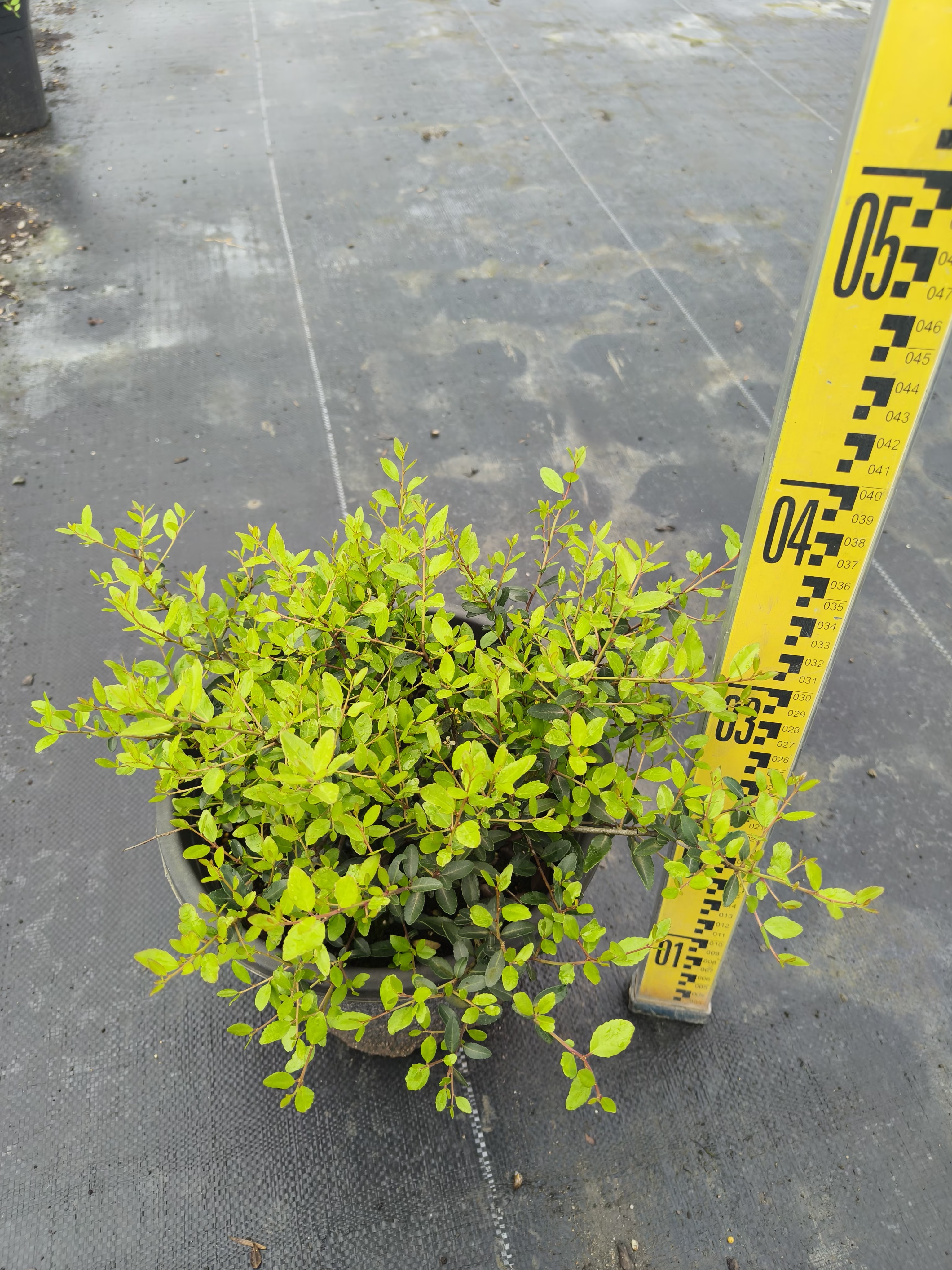 冬青先令的养护与观赏价值