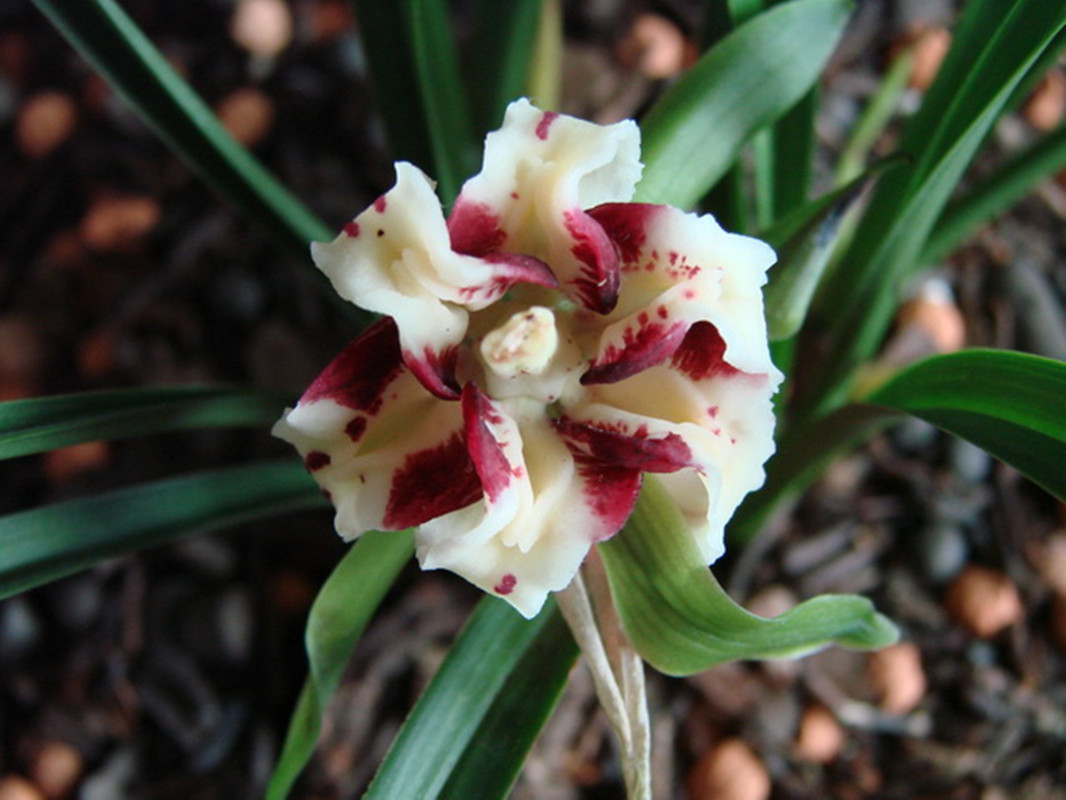 这种春兰"奇花",不养一盆,实在可惜,香味浓烈,开花勤快