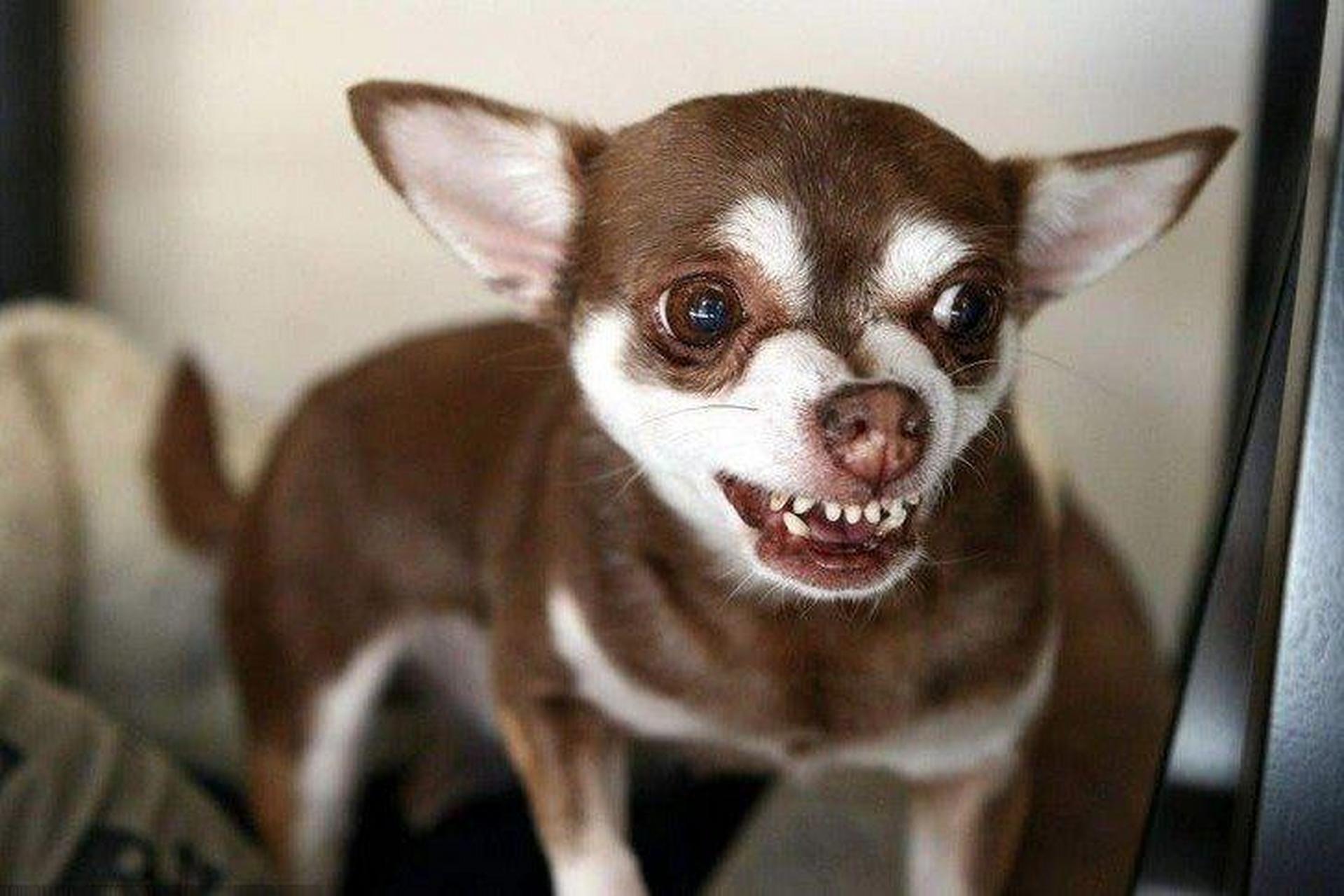 大眼睛,软毛发和迷人笑容萌翻众人.